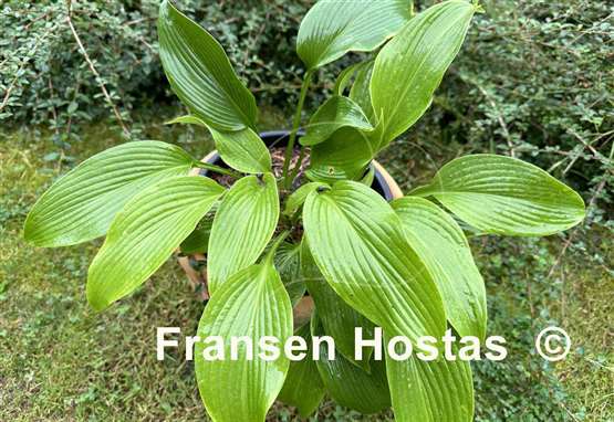 Hosta Devon Hills